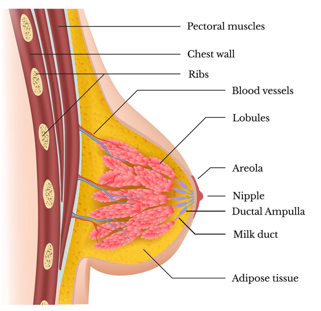 Breast anatomy for placing breast implants
